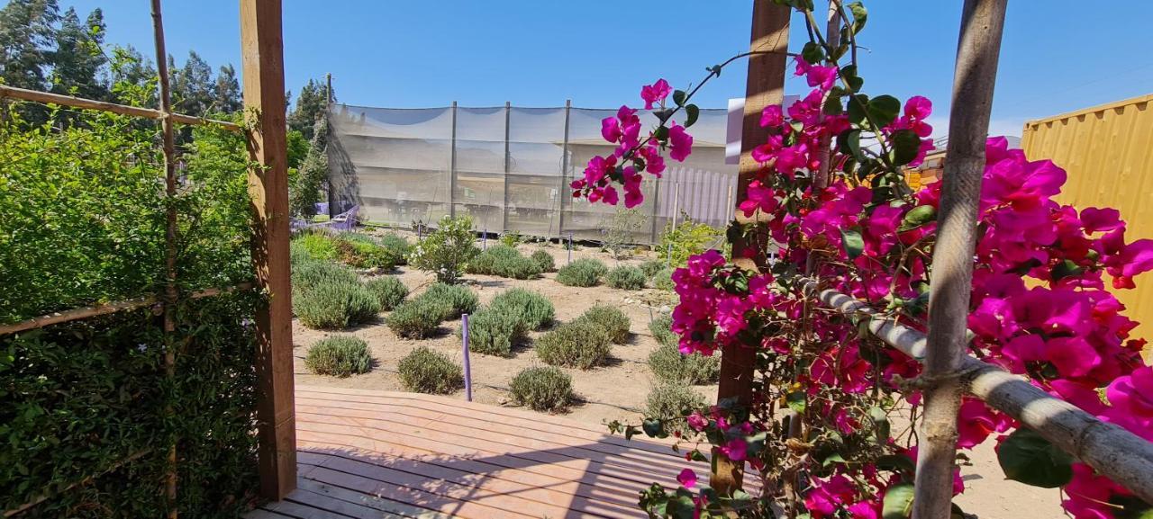 Vicuña Lavanda Del Valle Bed & Breakfast エクステリア 写真