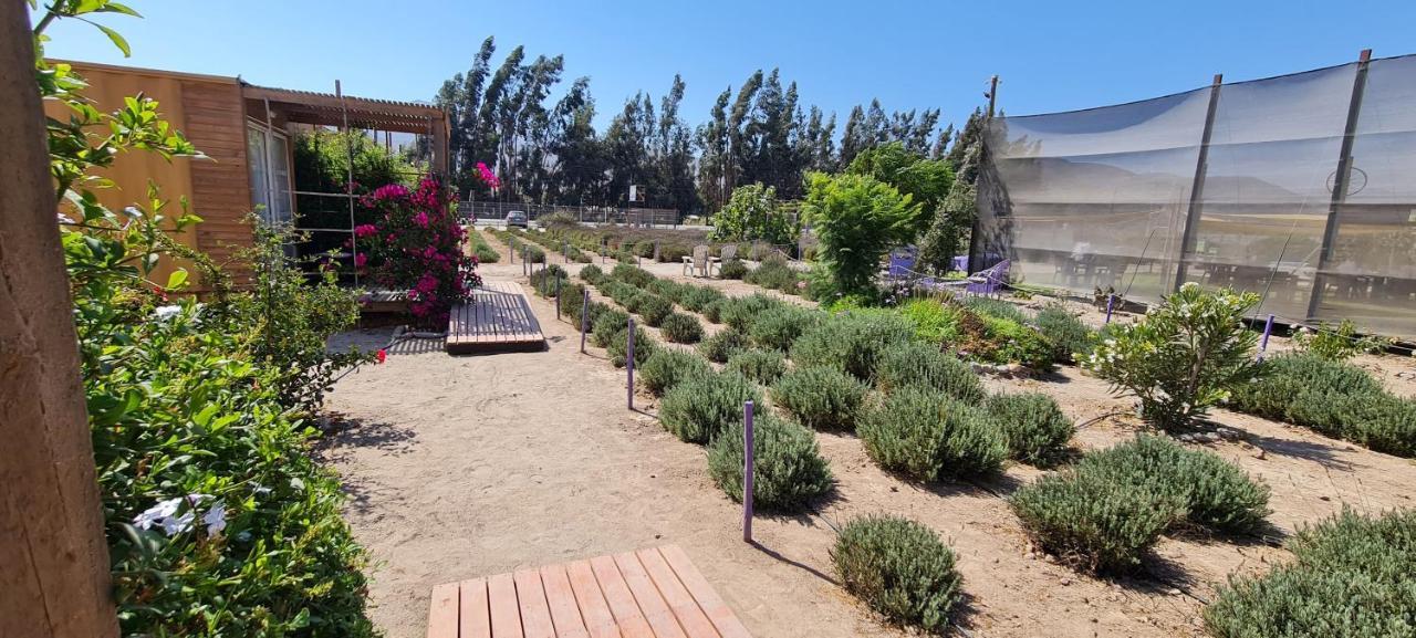 Vicuña Lavanda Del Valle Bed & Breakfast エクステリア 写真