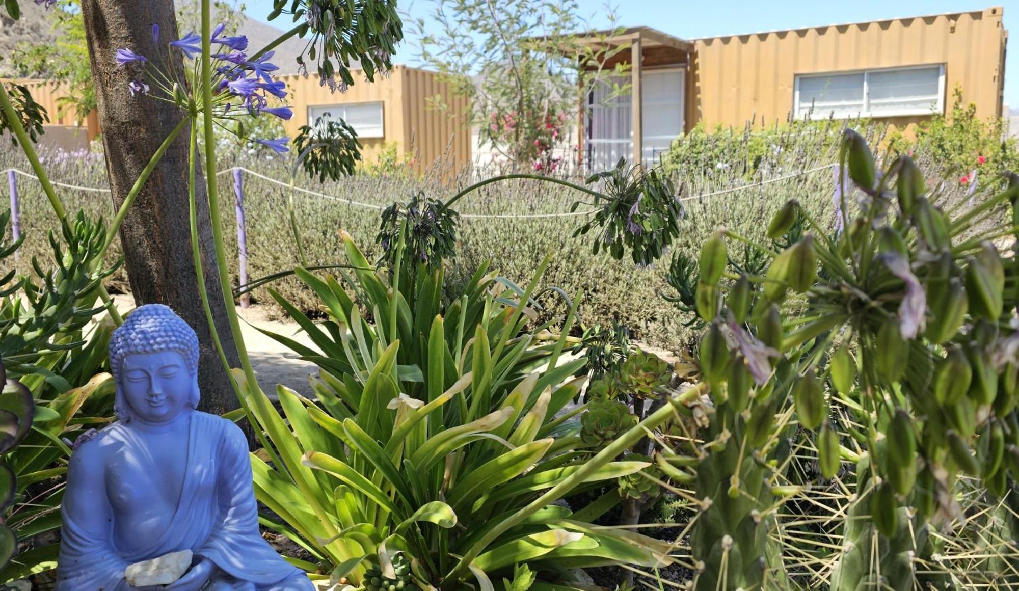 Vicuña Lavanda Del Valle Bed & Breakfast エクステリア 写真