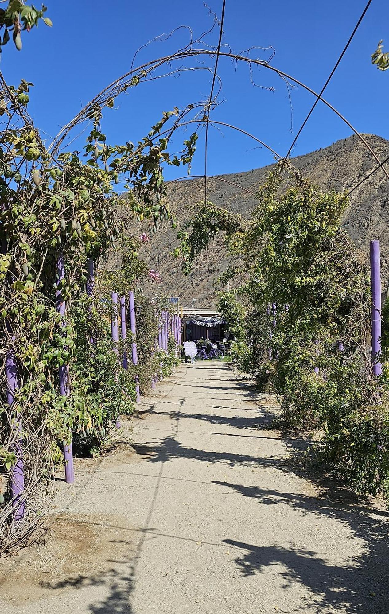 Vicuña Lavanda Del Valle Bed & Breakfast エクステリア 写真