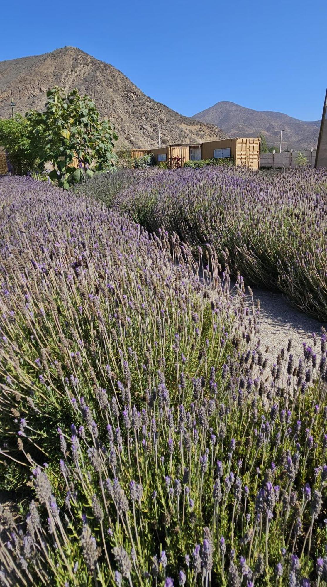 Vicuña Lavanda Del Valle Bed & Breakfast エクステリア 写真