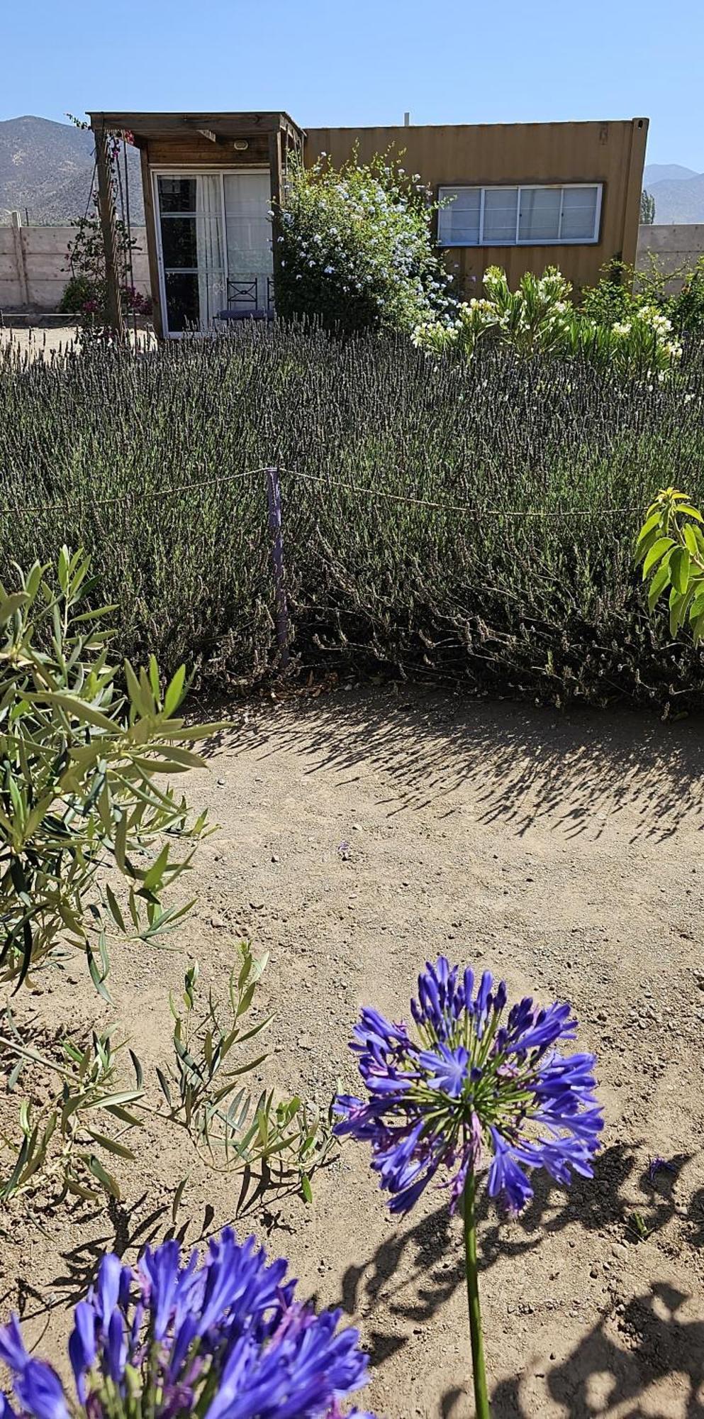 Vicuña Lavanda Del Valle Bed & Breakfast エクステリア 写真