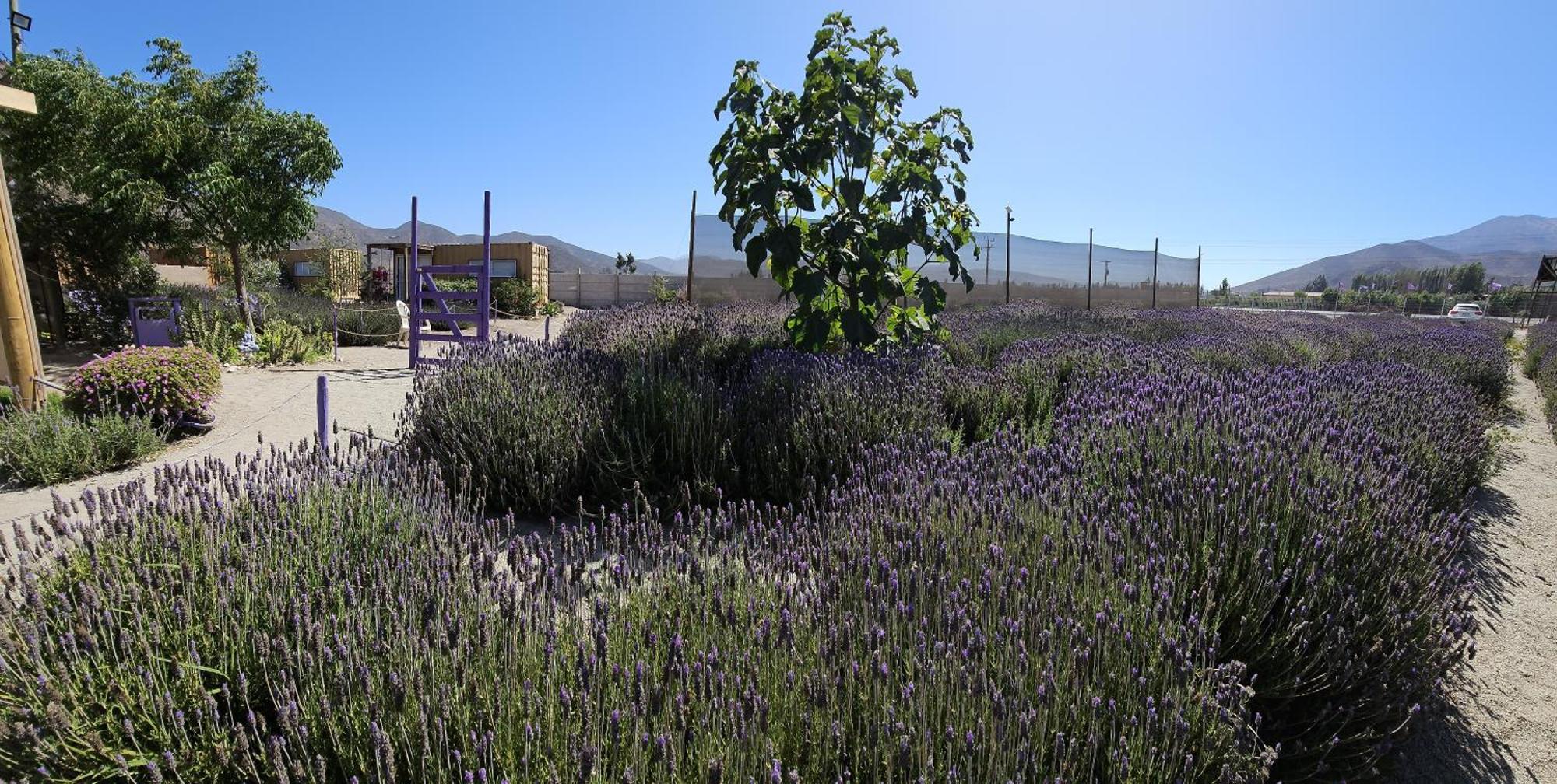 Vicuña Lavanda Del Valle Bed & Breakfast エクステリア 写真