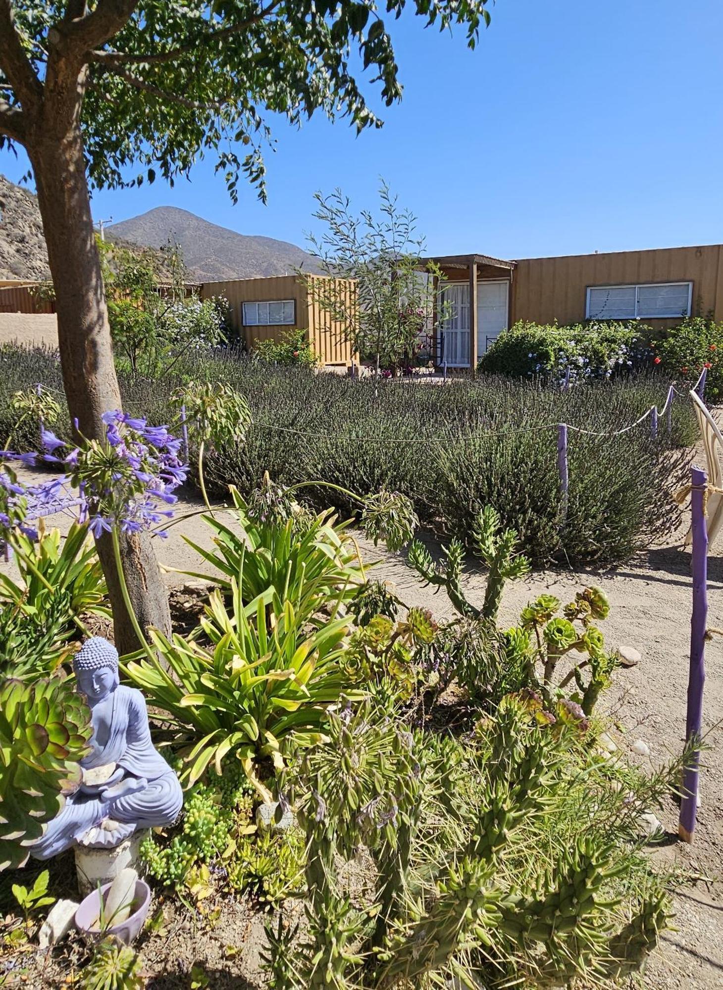 Vicuña Lavanda Del Valle Bed & Breakfast エクステリア 写真