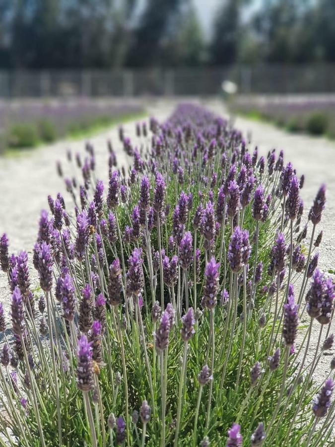 Vicuña Lavanda Del Valle Bed & Breakfast エクステリア 写真